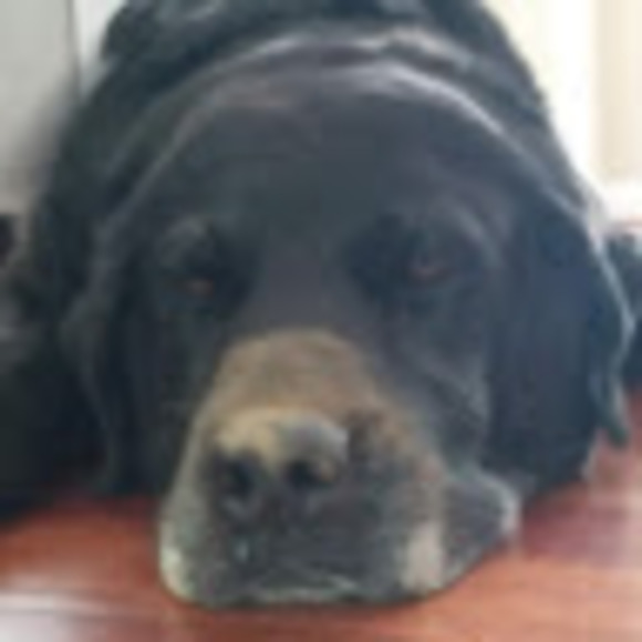 reddogy
